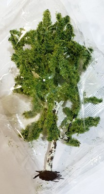 NOCH 25952 DRZEWO 006 drzewo brzoza 10cm