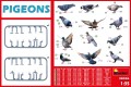MINIART_38036_PIGEONS_04.jpg